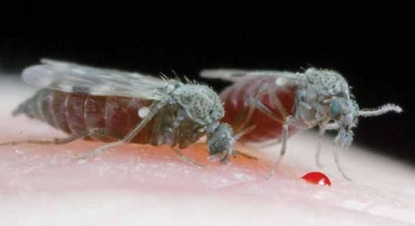 Shamonda-virus Shamonda-virus